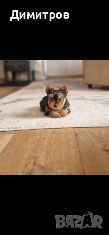 продавам мини Йоркширски териер ваксинирани и обеспаразитени , снимка 3 - Йоркширски териер - 52714431