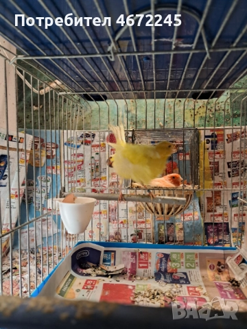 Канарчета, снимка 11 - Канари - 52696895