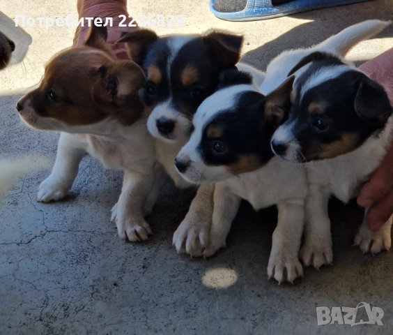 Джак-Ръсел , снимка 1