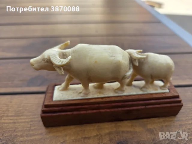 Воден бивол!!!!, снимка 4 - Други животни - 56192685