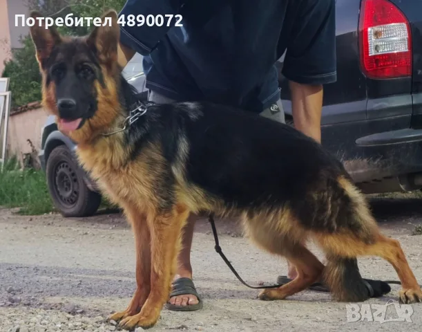 немска овчарка ., снимка 2 - Немска овчарка - 56231074