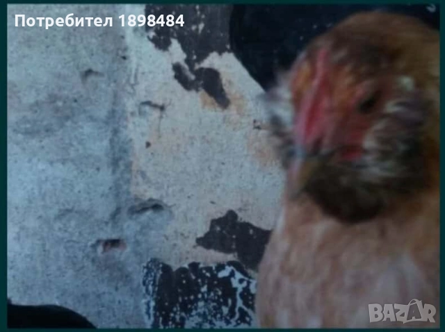 Продавам зелени оплодени кокоши яйца за люпене.., снимка 7 - други­ - 51864582