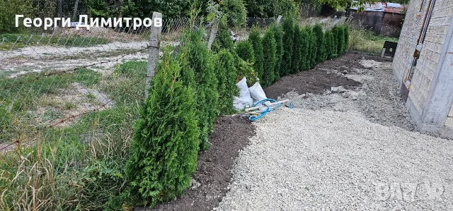 Западна туя фастигиата., снимка 2 - Други - 56171612