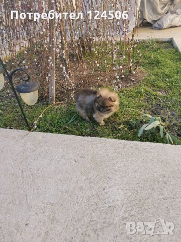 Померан, померанчета, мини померани, снимка 8 - Померан - 35048928