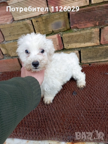 Малтийска болонка момче, снимка 6 - Болонка - 53945192