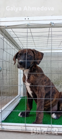 Продавам преса канарио , снимка 4 - Кане корсо - 52134388