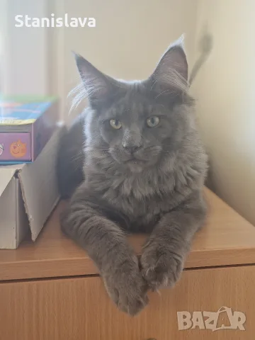 котенца Мейн Куун, снимка 15 - Мейн кун - 55670869