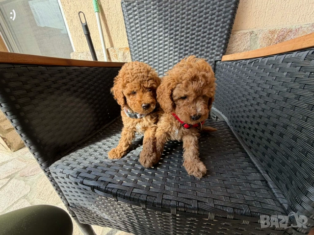 Мини Пудели Актуално от 30.04.2026, снимка 4 - Пудели - 54363667