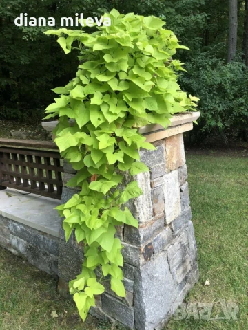 Ипомея Батат, два различни зелени сорта!, снимка 6 - Градински цветя и растения - 51230396