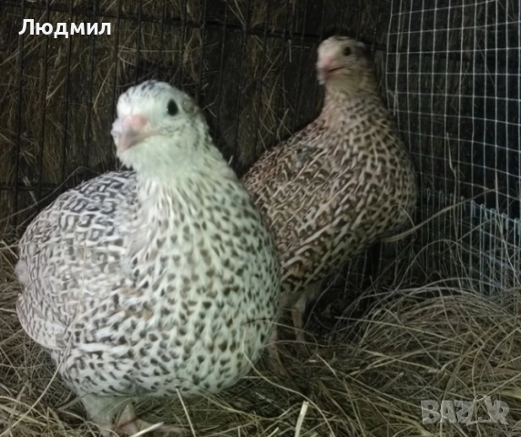 Млади Пъдпъдъци.