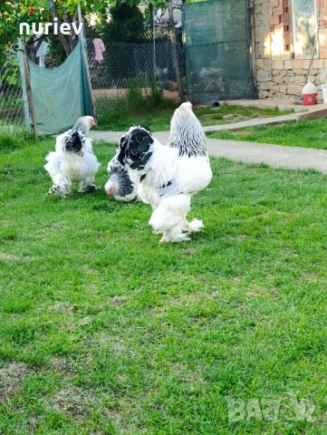 бяла колумбия , снимка 2 - други­ - 50512564