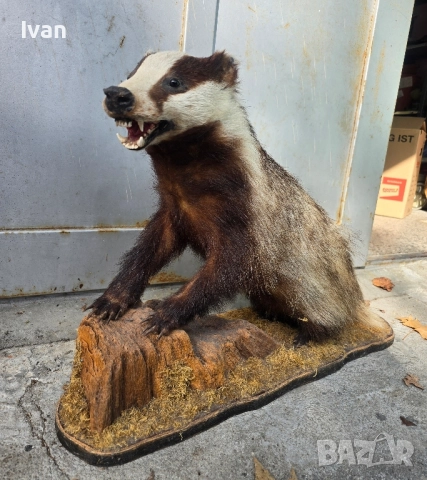 Язовец - ловен трофей , снимка 1