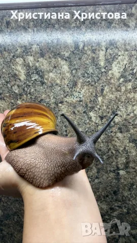 Африкански охлюви archachatina marginata ovum, снимка 8 - Други - 56474203