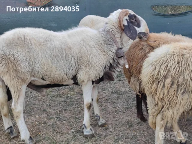 овце, кочове, кози , снимка 6 - Овце - 55851227