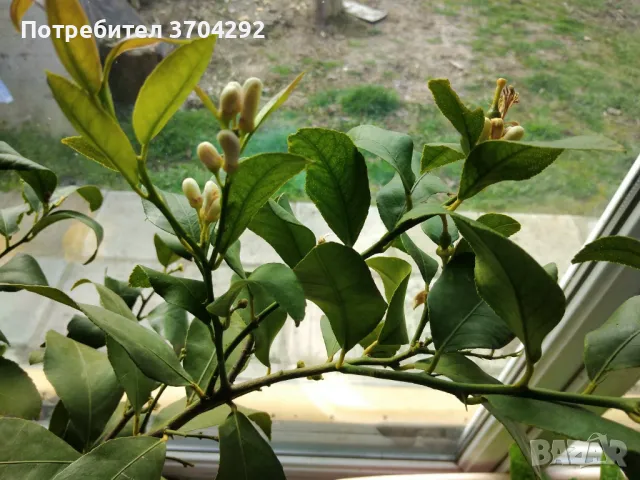 Продавам дръвче лимон, снимка 2 - Градински цветя и растения - 48982233