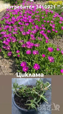 Делосперма 4 цвята