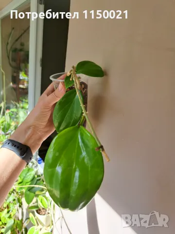 Хоя, снимка 1