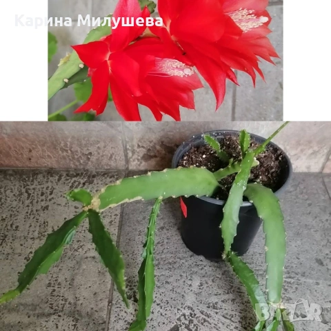 Продавам различни цветя, снимка 5 - Стайни растения - 19367768