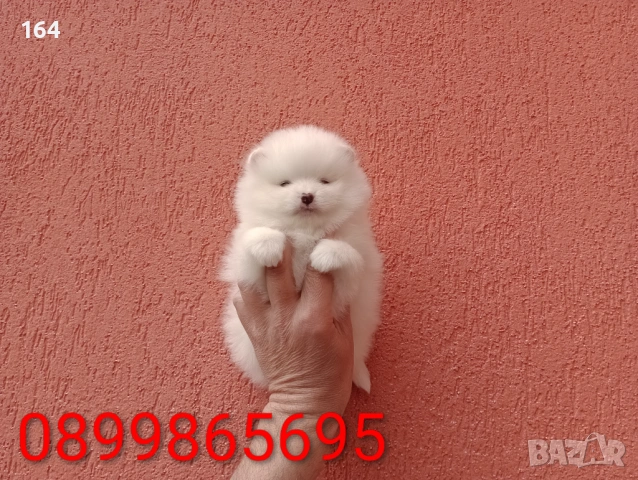 Померани. Реални снимки от 29.03.26 г., снимка 2 - Померан - 54010634