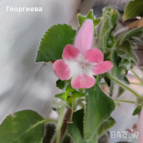 колерии три вида