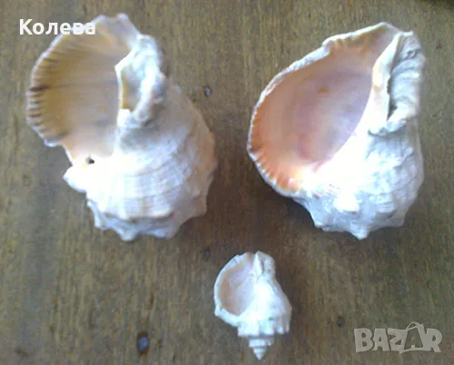 Рапани 5, снимка 1