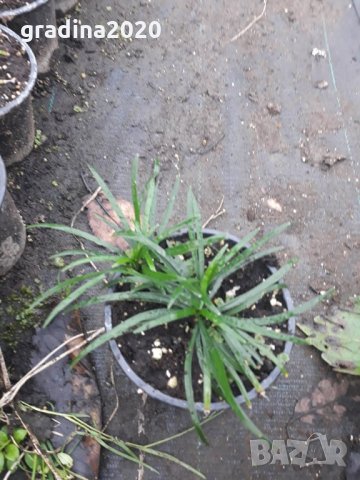 Офиопогон, Японска Момина сълза (Ophiopogon) Цена за 1 саксия 8,50, снимка 3 - Градински цветя и растения - 31609981