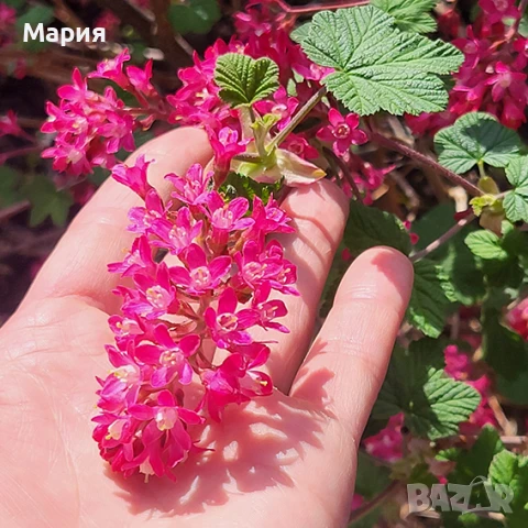 Ribes Amore, снимка 2 - Градински цветя и растения - 50488647