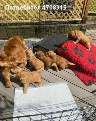 Кокер шпаньол момче игриво ваксина