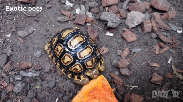 Stigmochelys Pardalis 