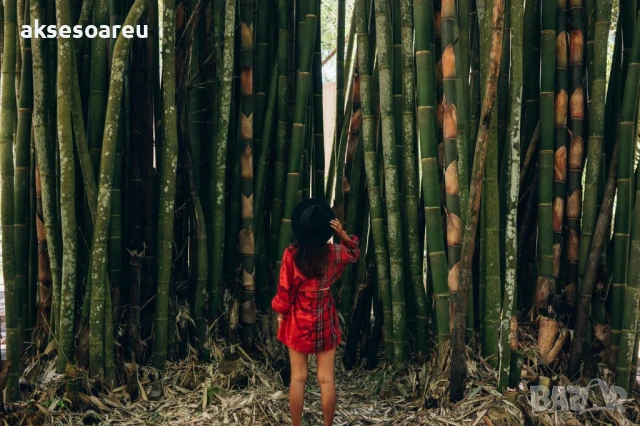 Качествени малки Семена от бамбук Bambusa arundinacea бързо растящи растения за дома бамбуков разсад, снимка 18 - Сортови семена и луковици - 50482087