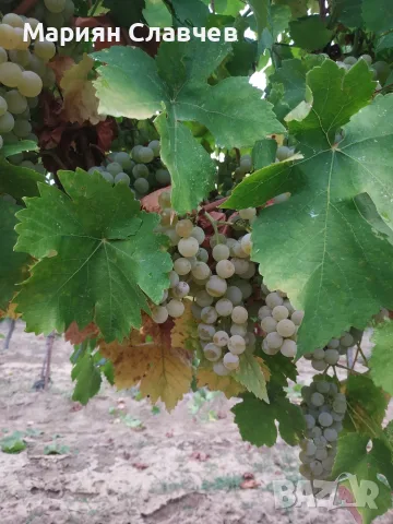 Гроздe Мускат Отонeл 🍇 , снимка 2 - Домашни продукти - 55890166