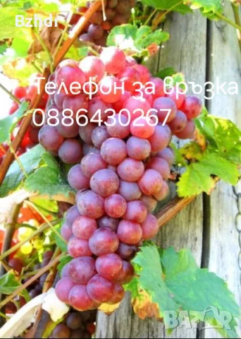 Грозде червен мискет