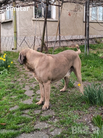 Продавам чистокръвни Кане Корсо , снимка 7 - Кане корсо - 54082936