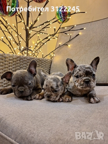 Продавам чистокръвни френски булдоци 