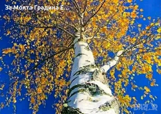 бреза , снимка 2 - Градински цветя и растения - 49425862