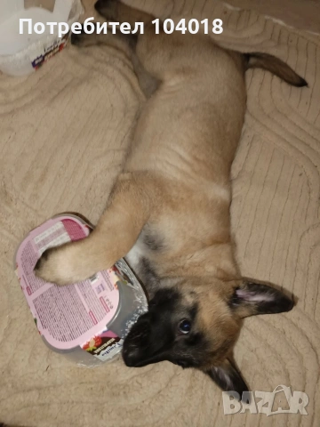 Малиноа белгийска овчарка , снимка 2 - Белгийска овчарка - 53055771