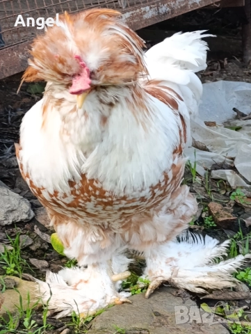 Струмски стандарт кокошка 