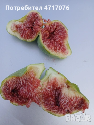 дръвчета от смокиня едроплодна, далматинска и брънсуйк , снимка 3 - Разсади - 53201957