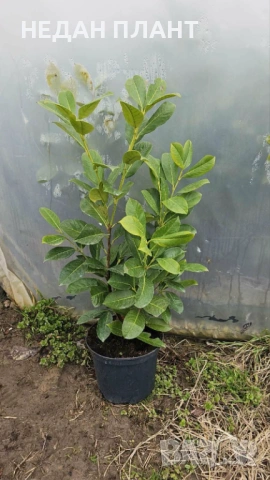 Лавровишна "Новита", снимка 2 - Градински цветя и растения - 54073926