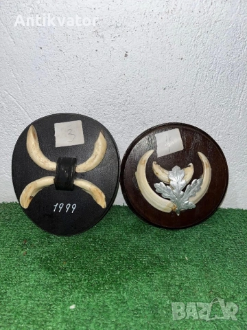 Глиги - зъби от диво прасе , снимка 4 - Други - 54240588