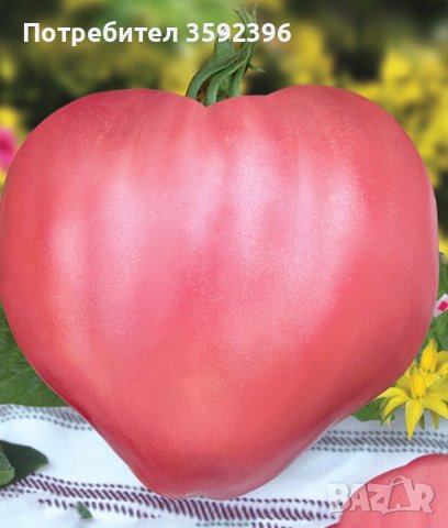 6 сорта семена домати за 10 лева, снимка 2 - Сортови семена и луковици - 42569182