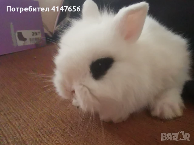 Декоративни мини зайчета, снимка 8 - Декоративни зайчета - 46431929