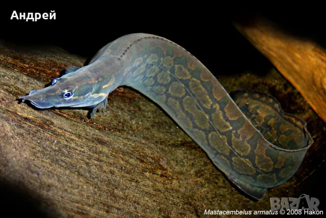 Мастицамбелус, снимка 1