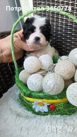 мини бивър момченце, снимка 2 - Йоркширски териер - 54224506