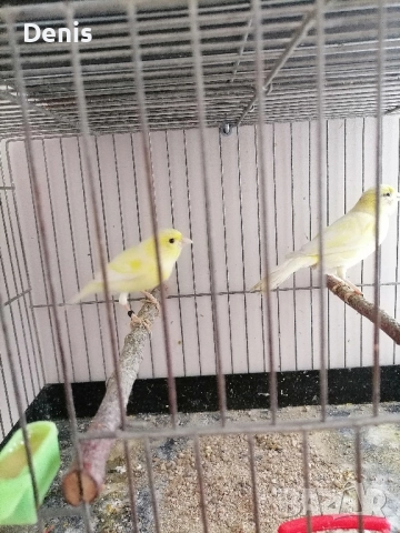 Канарчета Малиноа , снимка 3 - Канари - 52597555