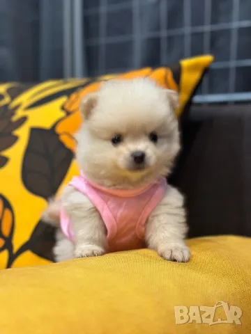 Померан , снимка 1