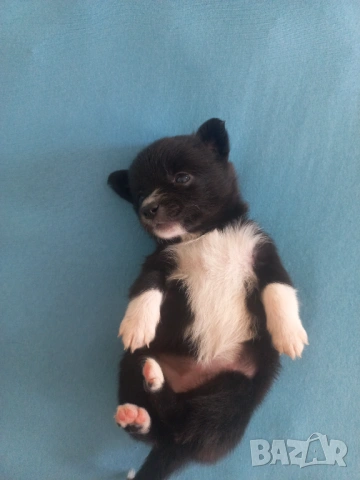 чихупинчери, снимка 5 - Чихуахуа - 53137310