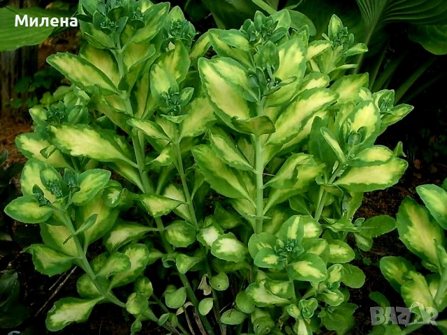 Седум спектабиле Вариегатум