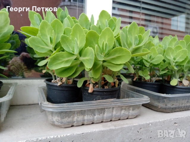 Дебела Мара - 5 €., снимка 2 - Градински цветя и растения - 54275271