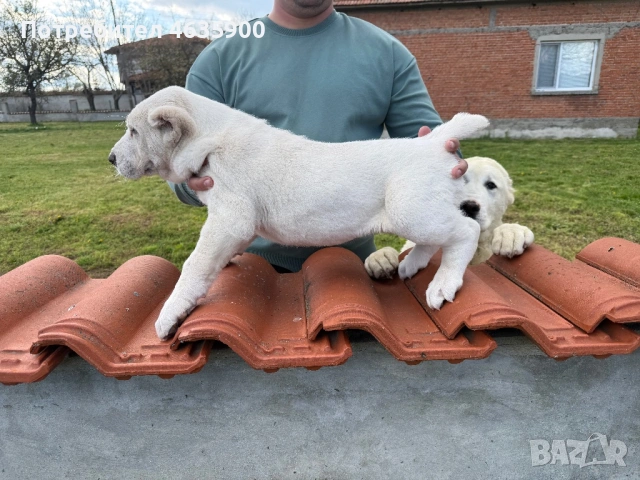САО момиче на 57 дни., снимка 2 - Алабай - 54113727